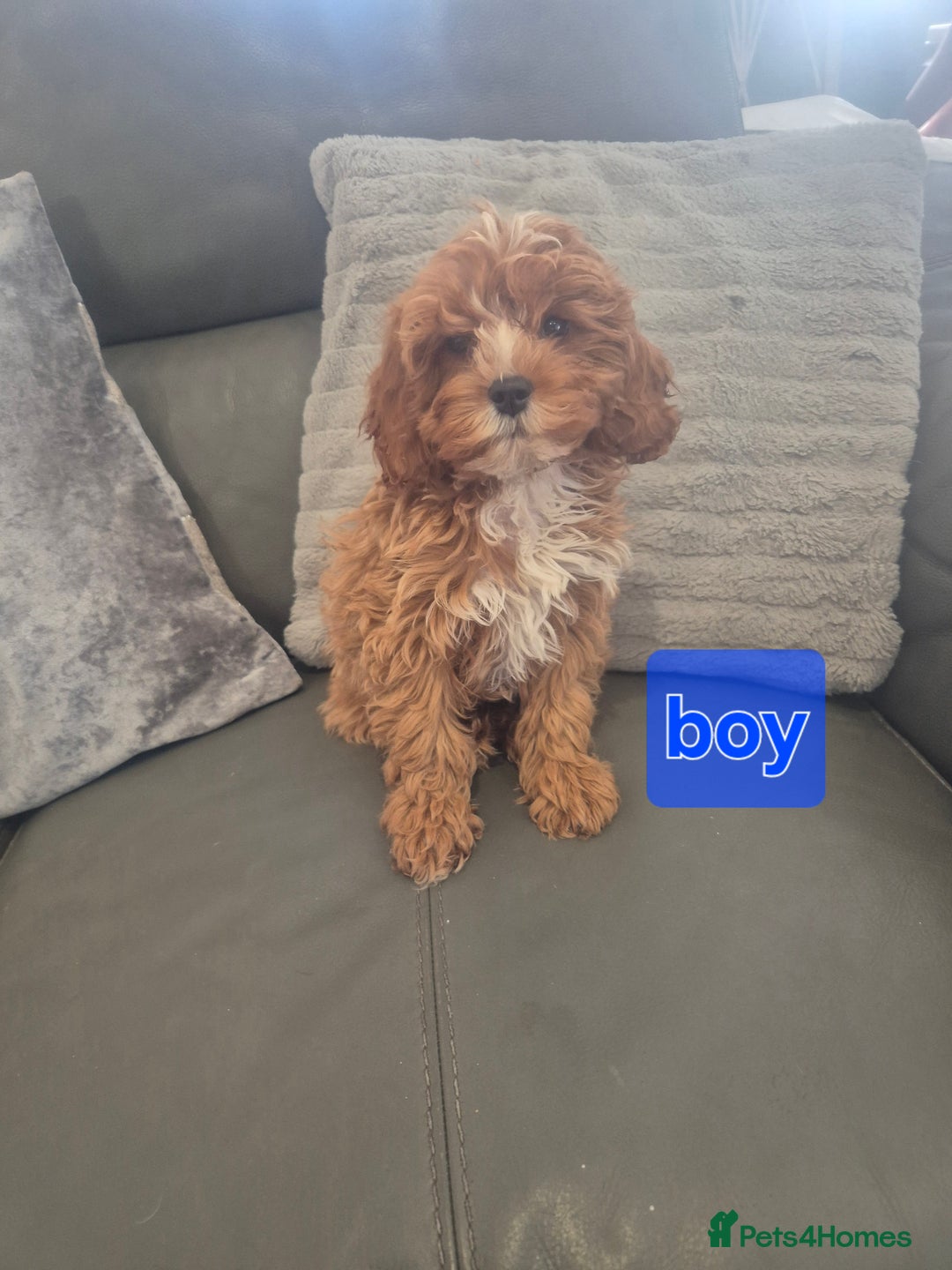 Cavapoo dogs for sale: Stunning Cavapoo Babies - ready this weekend - Image 32