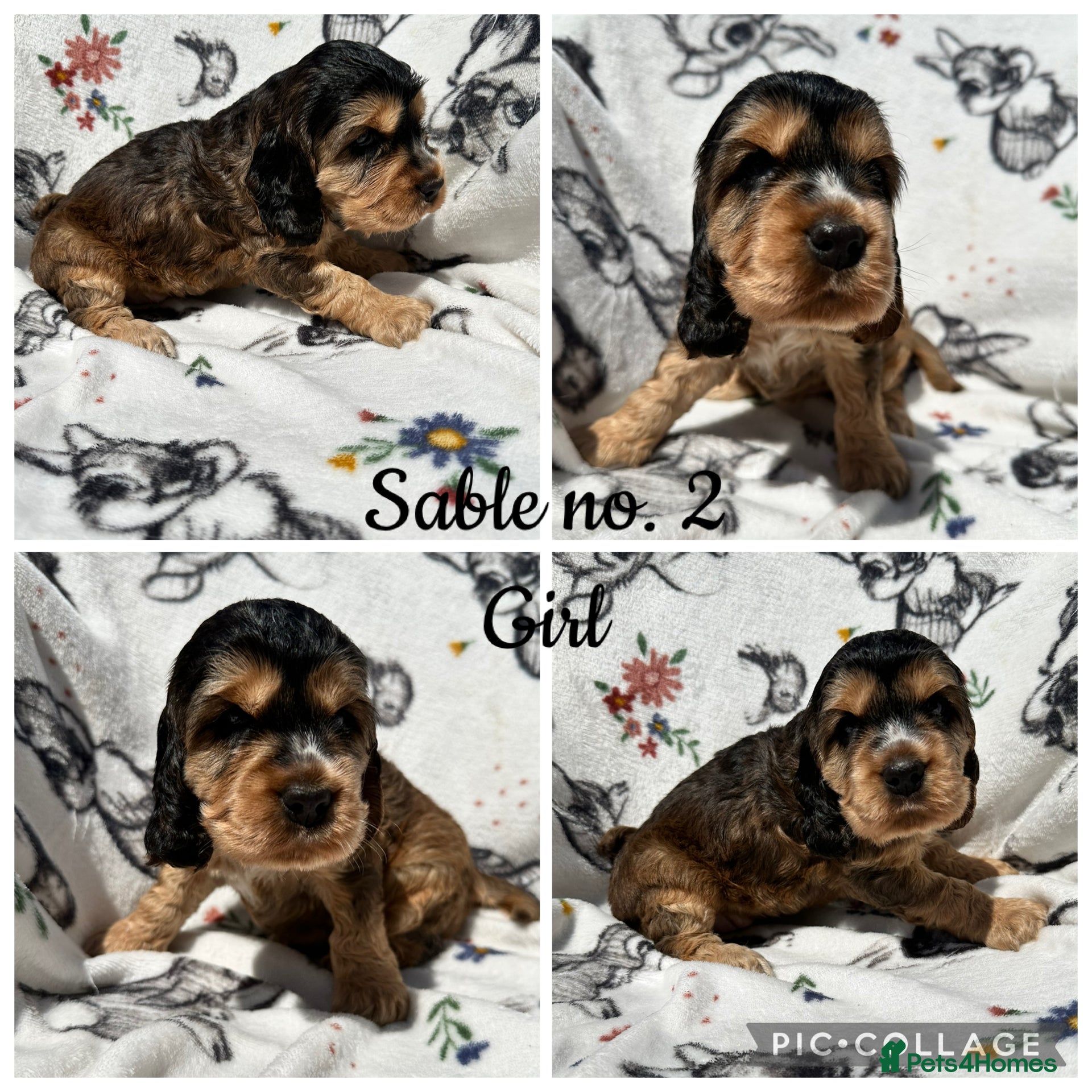 Cocker Spaniel dogs KC Show Cocker Spaniels - Advert 1