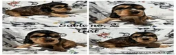 Cocker Spaniel dogs for sale: KC Show Cocker Spaniels - Advert 4