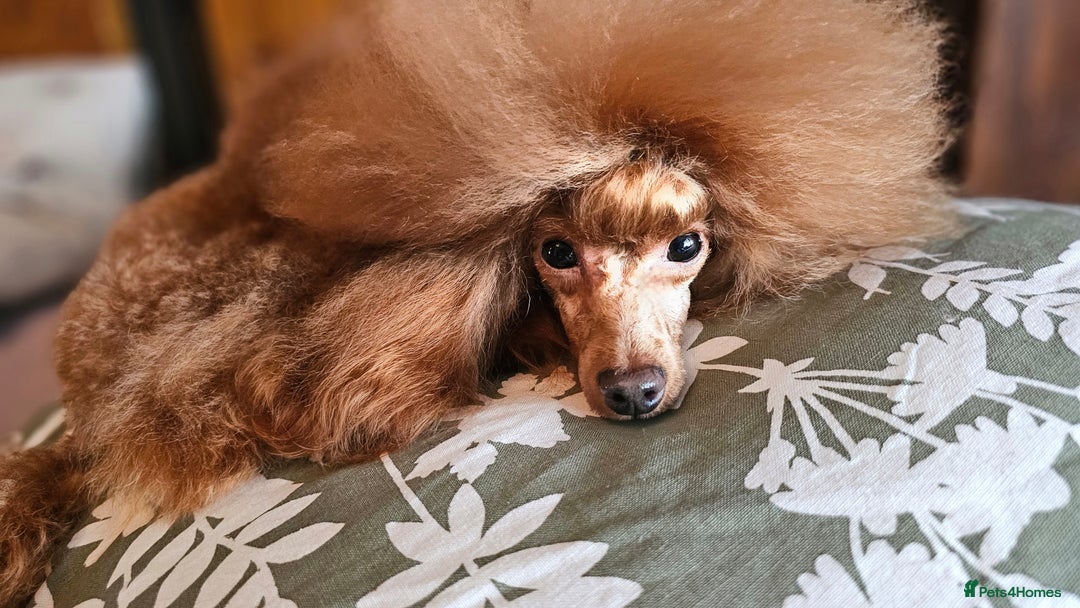 Toy Poodle dogs for stud: Cruft qualifying*KC *dark red** import from BnH in Birmingham - Advert 1