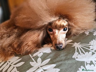 Toy Poodle dogs Cruft qualifying*KC *dark red** import from BnH in Birmingham - Advert 21