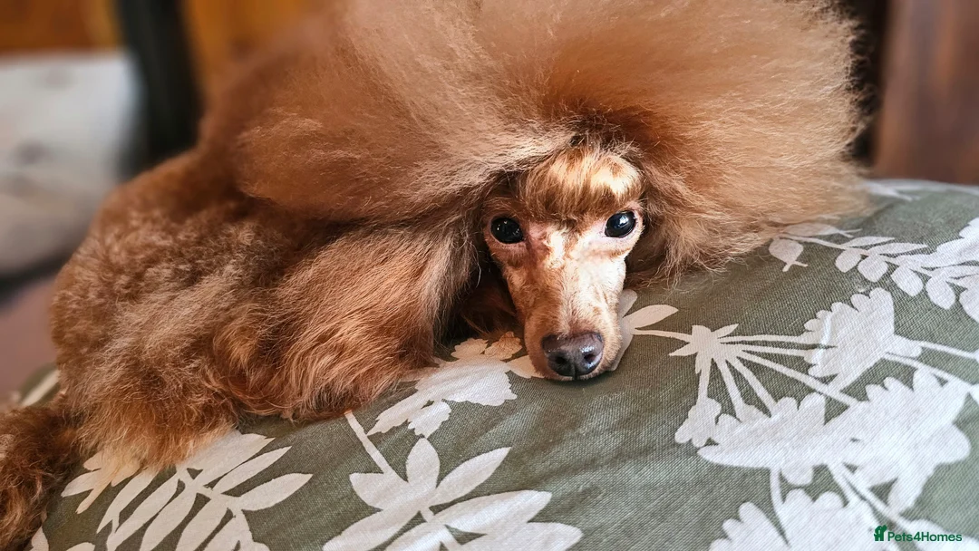 Toy Poodle dogs for stud: Cruft qualifying*KC *dark red** import from BnH in Birmingham - Advert 1