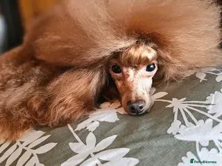 Toy Poodle dogs Cruft qualifying*KC *dark red** import from BnH in Birmingham - Advert 21