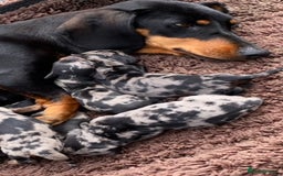 Dachshund dogs for sale: Dachshund puppy’s  - Image 3