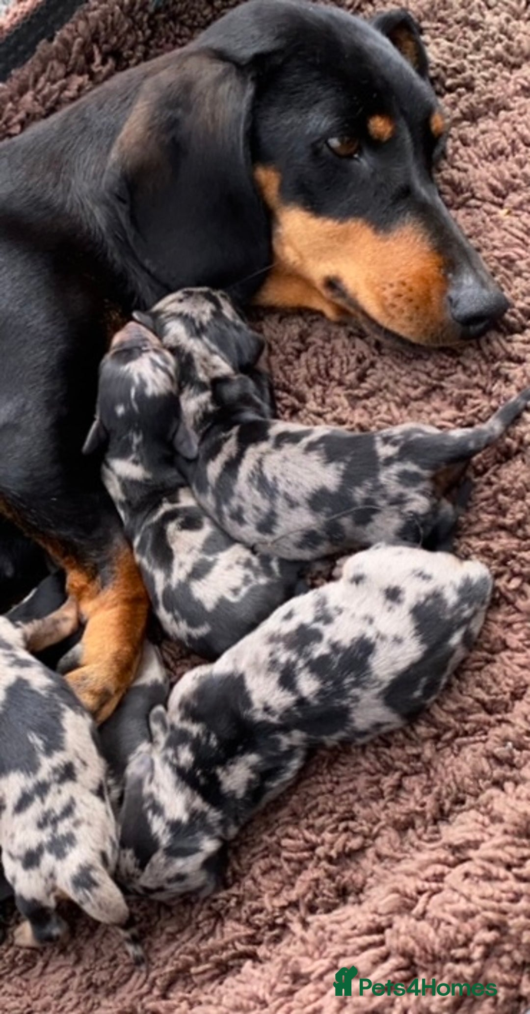 Dachshund dogs for sale: Dachshund puppy’s  - Image 3