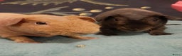 Guinea Pig rodents for sale: Skinny pigs  - Advert 2