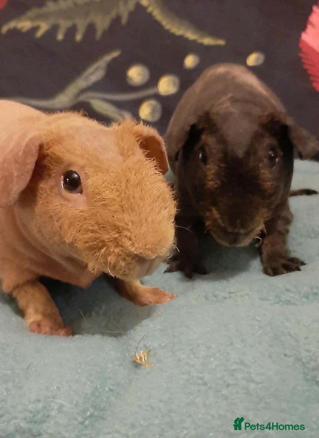 Guinea Pig rodents for sale: Skinny pigs  - Advert 2