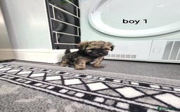 Shihpoo dogs for sale: Absolutely stunning F1 shihpoo puppies  - Image 11