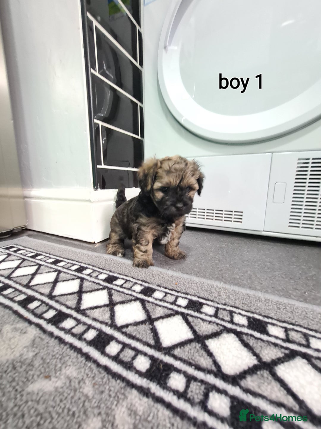 Shihpoo dogs for sale: Absolutely stunning F1 shihpoo puppies  - Image 11