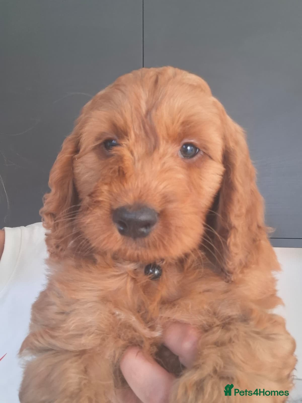 Cockapoo dogs RED COCKERPOO pups F1 - Advert 2