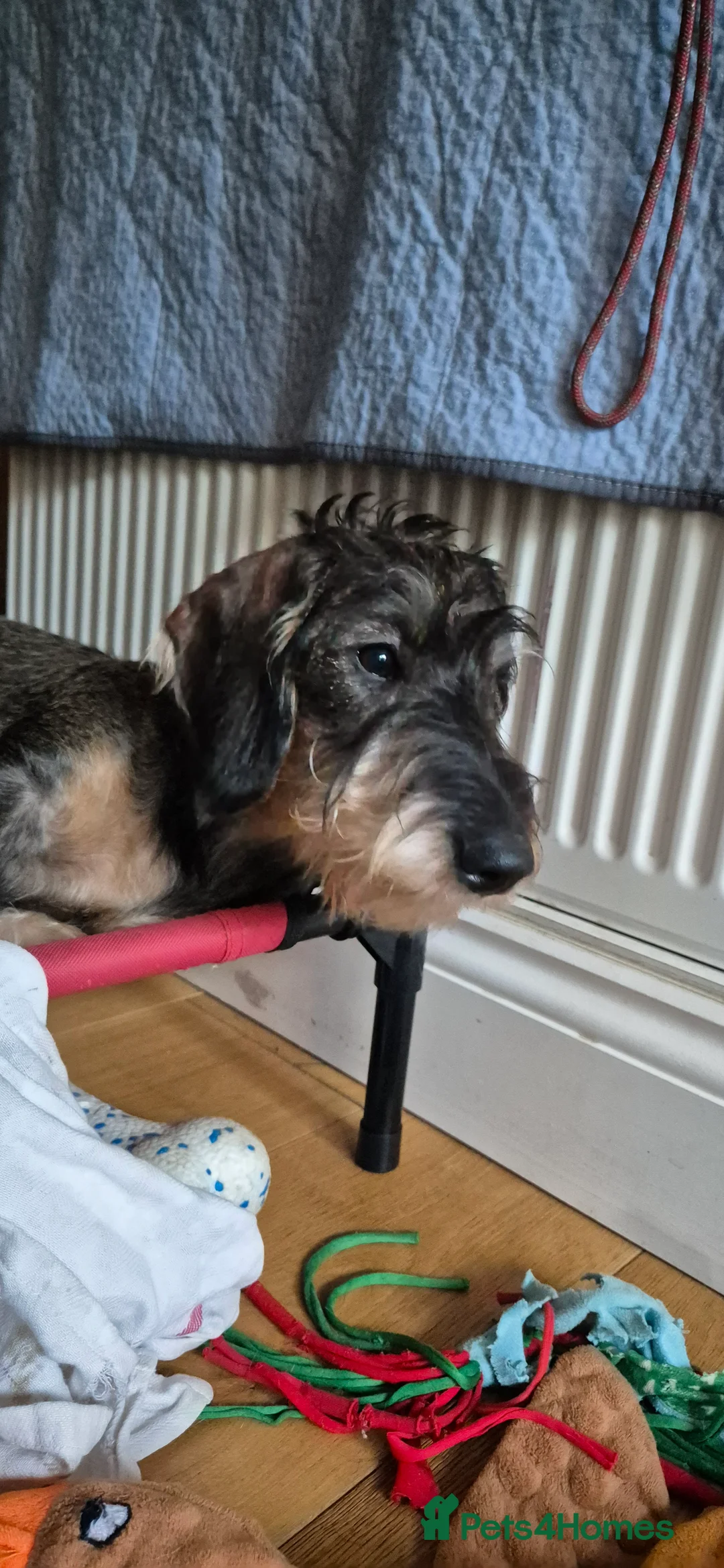 Dachshund dogs for sale: Wirehaired Dachshund puppies - Advert 4