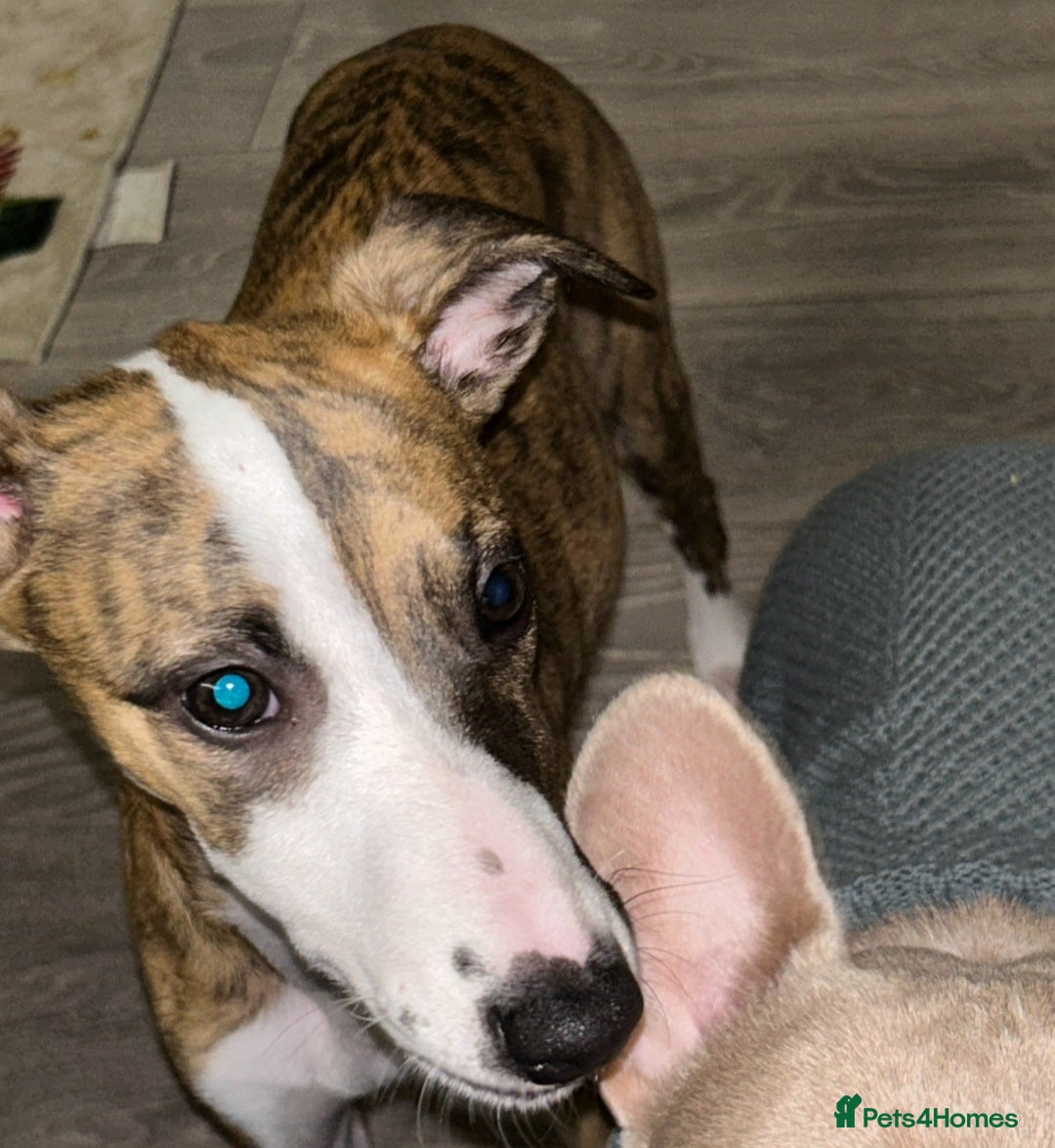 Whippet dogs for sale: Kennel club 6m old female whippet,HALO - Advert 5