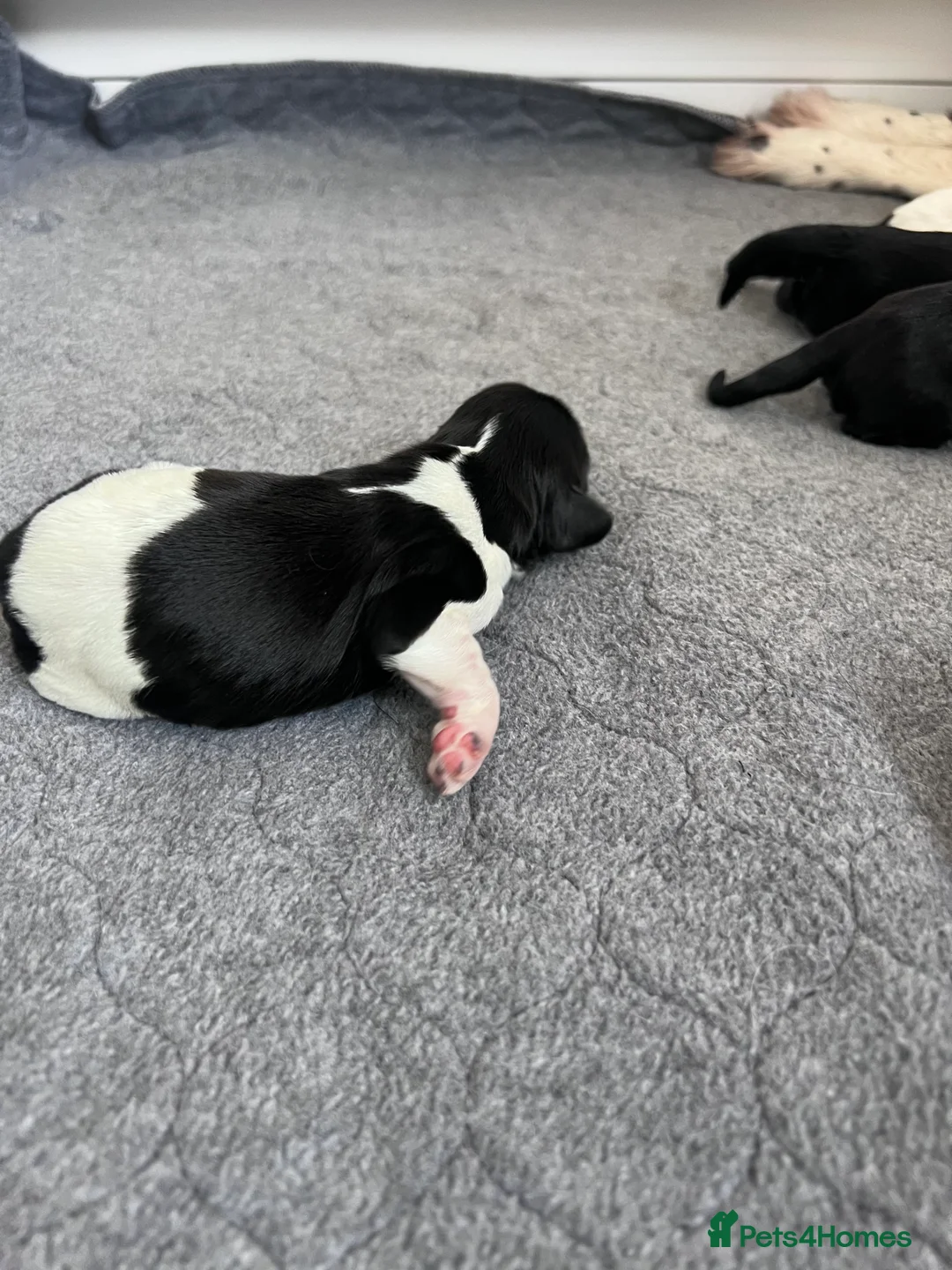 Sprocker dogs for sale: Adorable Sprocker Spaniel puppies Leeds - Advert 12