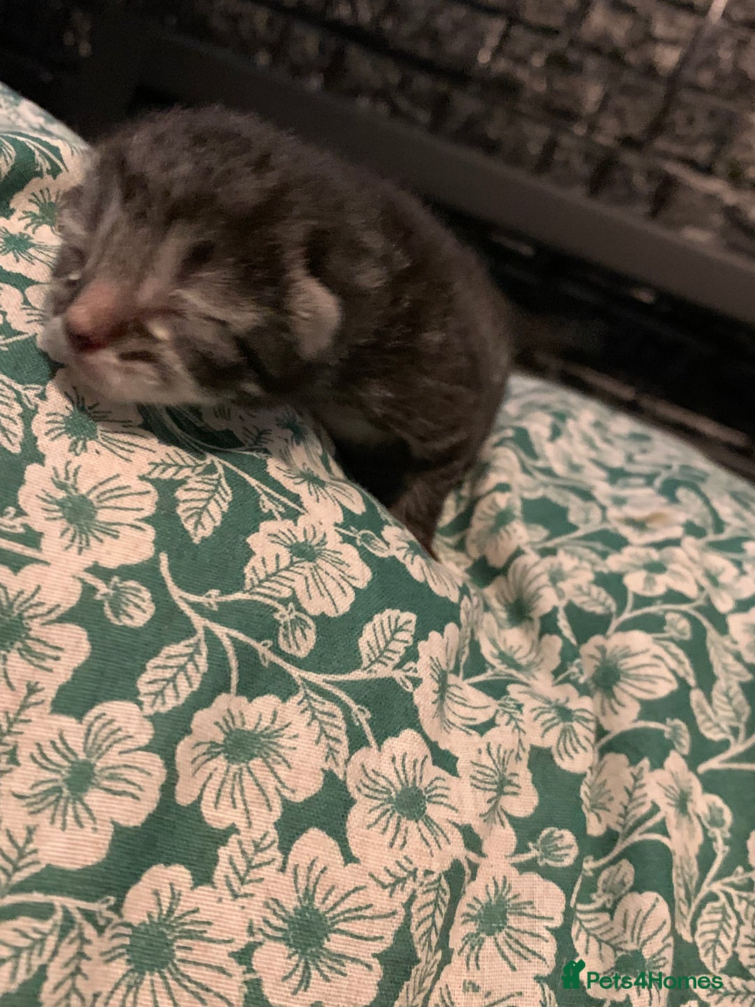 Siamese cats for sale: 🐾✨ White Siamese Maggir Became a Mum! ✨🐾 - Image 24