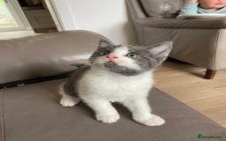 British Shorthair cats for sale: British short hair x tabby kittens  - Image 6