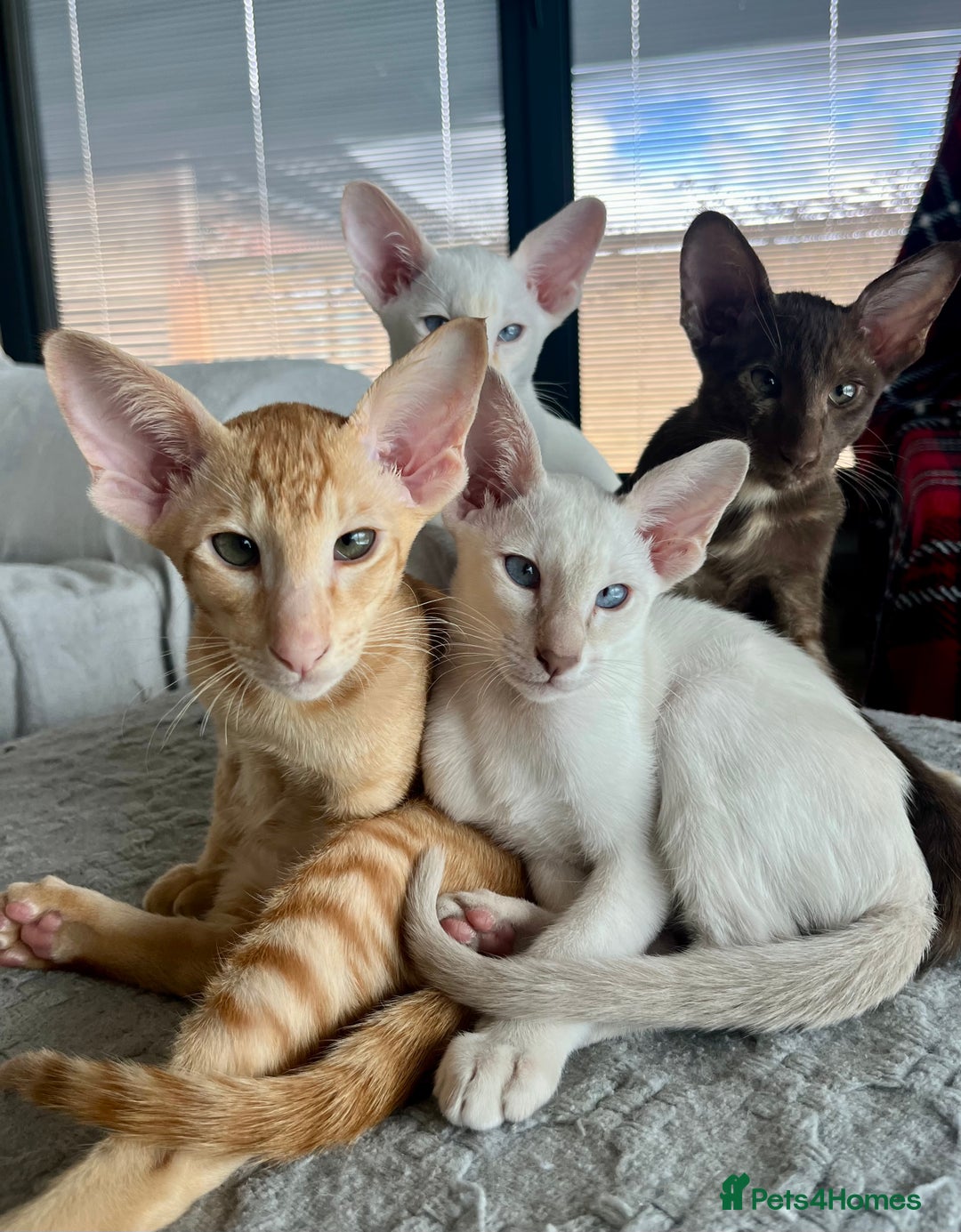 Oriental cats for sale: Oriental and Siamese kittens GCCF reg - Image 34