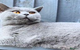 British Shorthair cats for sale: Beautiful Blue British Shorthair female cat QUEEN - Image 11