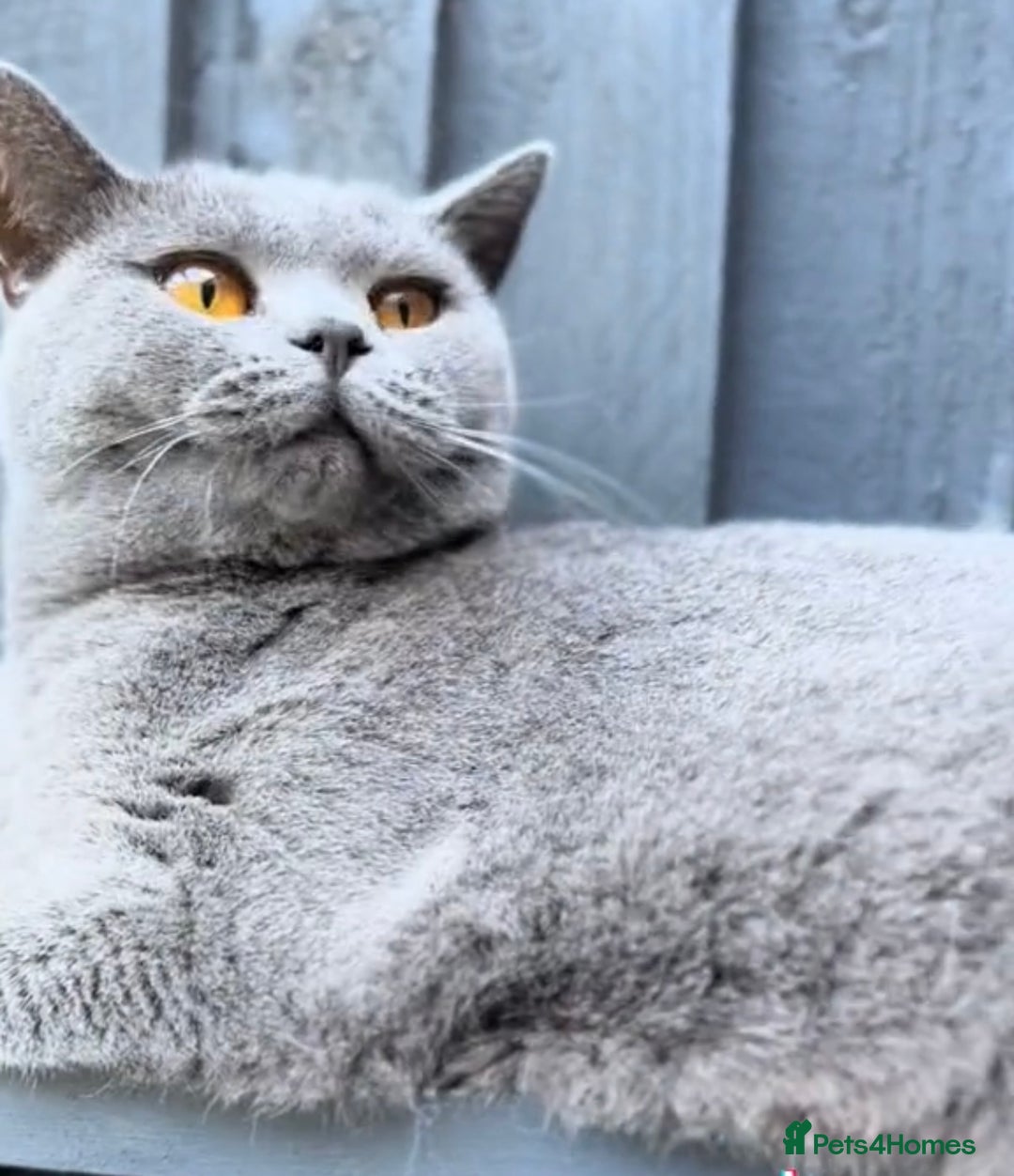 British Shorthair cats for sale: Beautiful Blue British Shorthair female cat QUEEN - Image 11