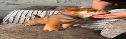 Shar Pei dogs for sale: 7 WEEKS Beautiful KC Registered Shar Pei Puppies - Advert 10