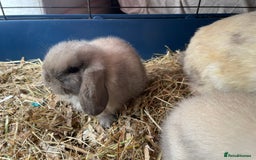 Mini Lop rabbits for sale: Pure bred mini lop rabbits - Image 11