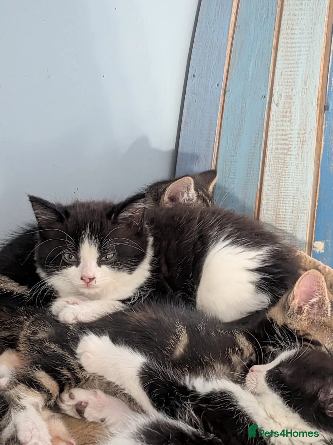 Mixed Breed cats for sale: 5 little chubby fur balls  - Advert 10