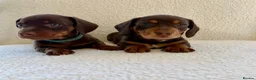 Miniature Dachshund dogs for sale: REDUCED £750 - Advert 13
