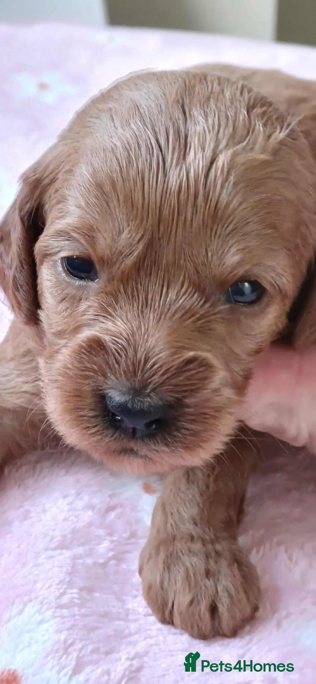 Cavapoo dogs Health-Tested Cavapoos-Raised with ENS & ESI   - Advert 2