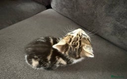 American Shorthair cats for sale: Smart stunning mixed colour kittens  - Image 19