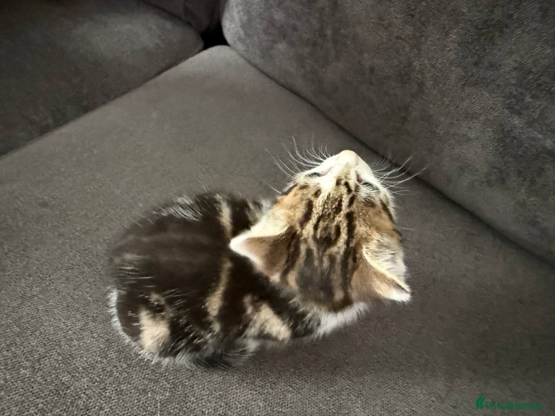 American Shorthair cats for sale: Smart stunning mixed colour kittens  - Image 19