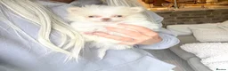 Pomeranian dogs for sale: Tiny white boy  - Advert 8