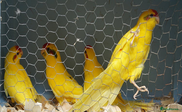 Parakeets birds - Advert 1