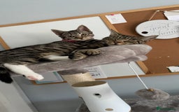 Mixed Breed cats for sale: FREE 2 female kittens  - Image 4