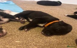 Mixed Breed dogs for sale: Huskadors/labskys - Image 8