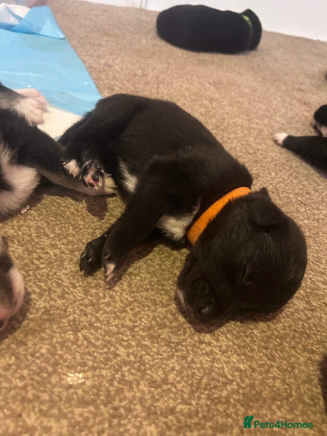 Mixed Breed dogs for sale: Huskadors/labskys - Image 8