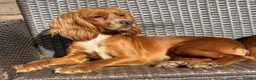 Cockapoo dogs for sale: Beautiful F1B cockapoo puppies  in Wolverhampton - Advert 2