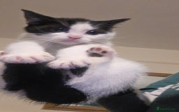 Mixed Breed cats for sale: Adorable kittens - Advert 1