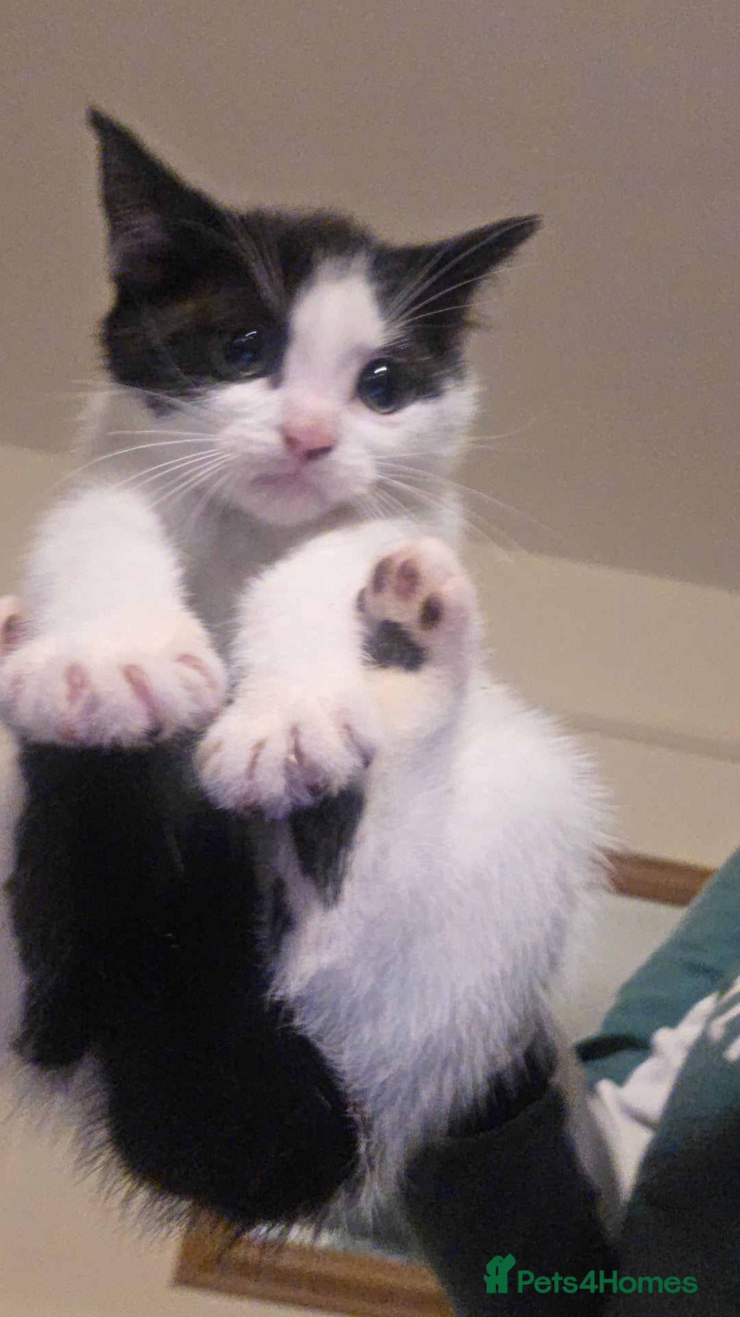 Mixed Breed cats for sale: Adorable kittens - Advert 1