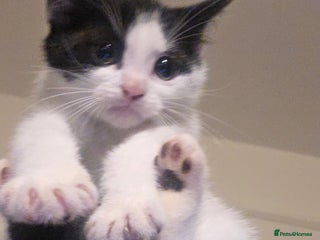 Mixed Breed cats Adorable kittens - Advert 1