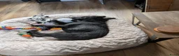 Mixed Breed dogs for adoption: 💙🐶 JAKE -LOVING 2 yo PATTERDALE CROSS BOY in Telford - Advert 10