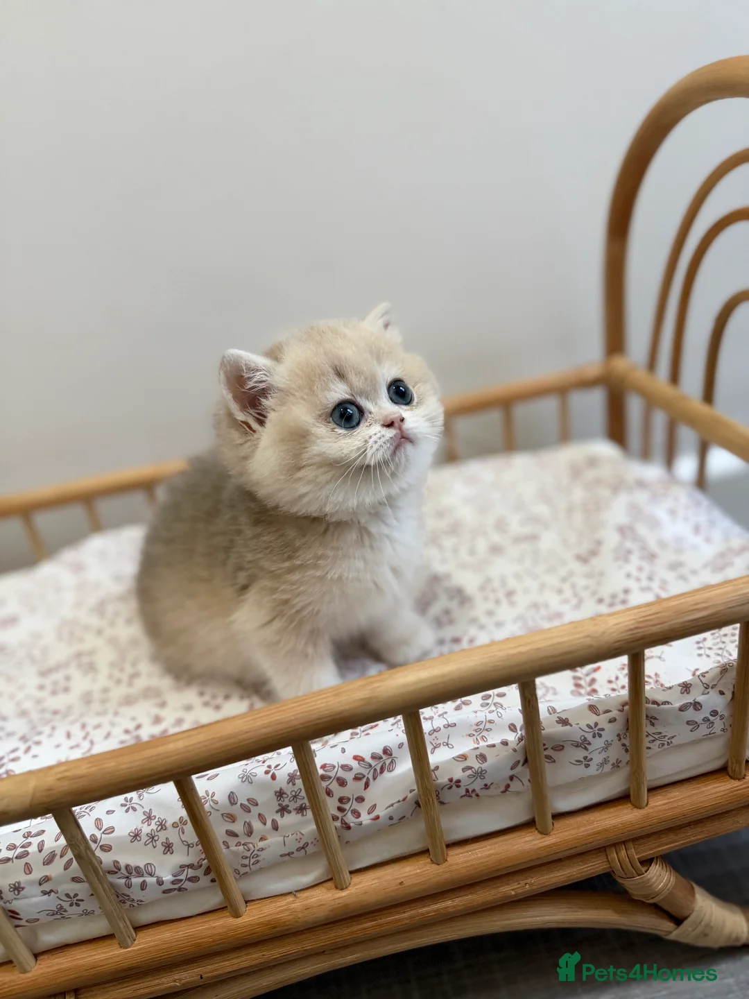 British Shorthair cats for sale: Golden Blue British Shorthair kittens - Advert 11