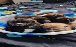 Akita dogs for sale: Akita Inu Japonese - Image 25