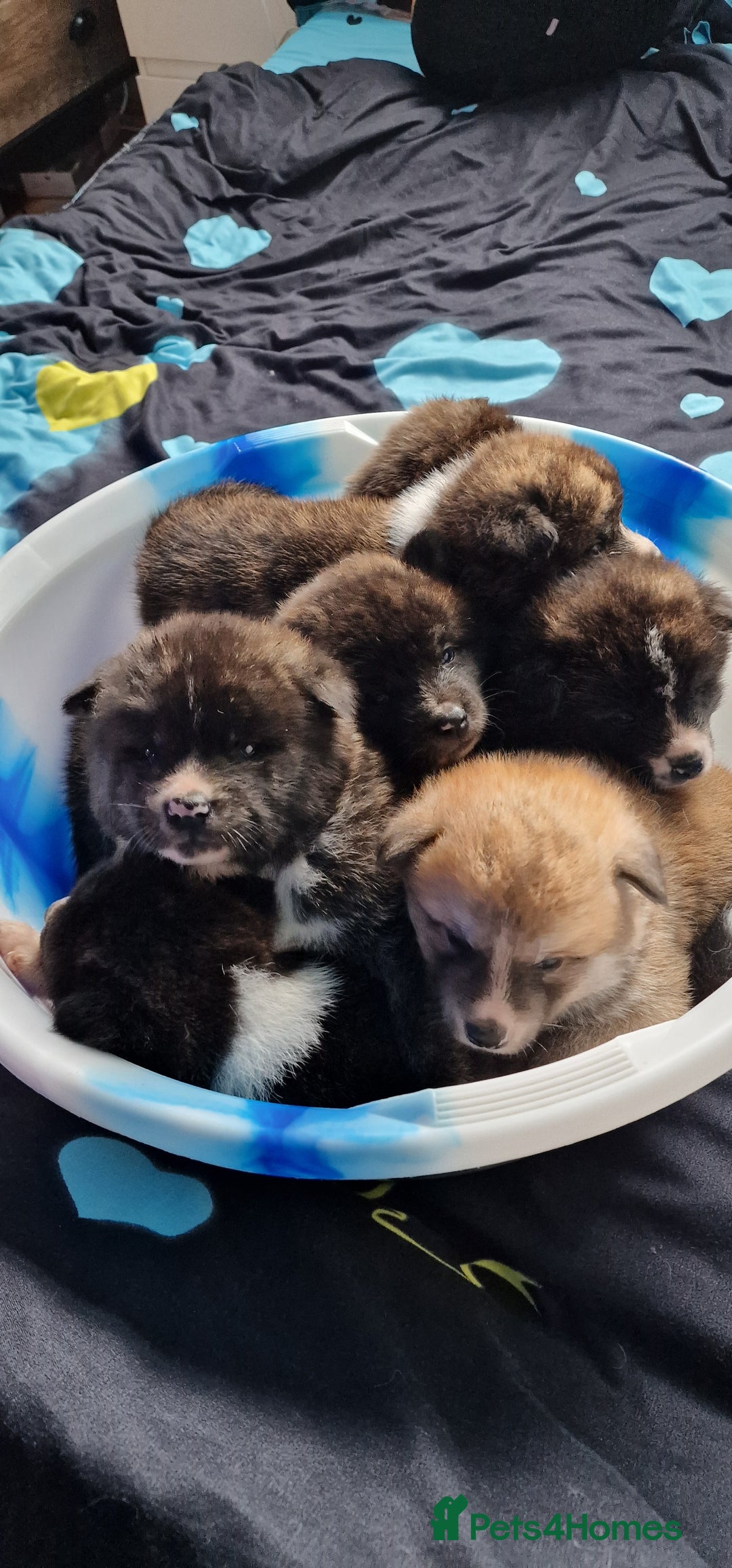 Akita dogs for sale: Akita Inu Japonese - Image 25