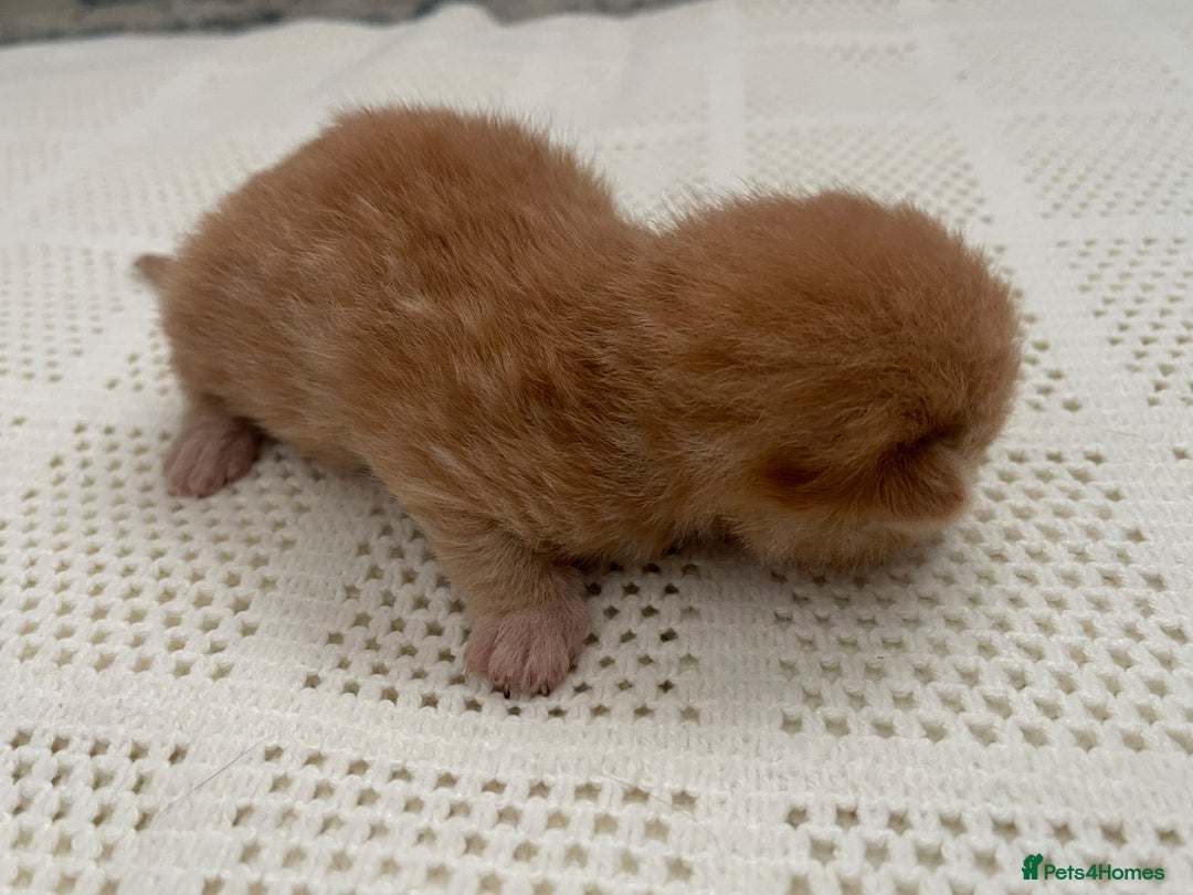 British Shorthair cats for sale: Exceptional litter of GCCF British shorthairs - Advert 5