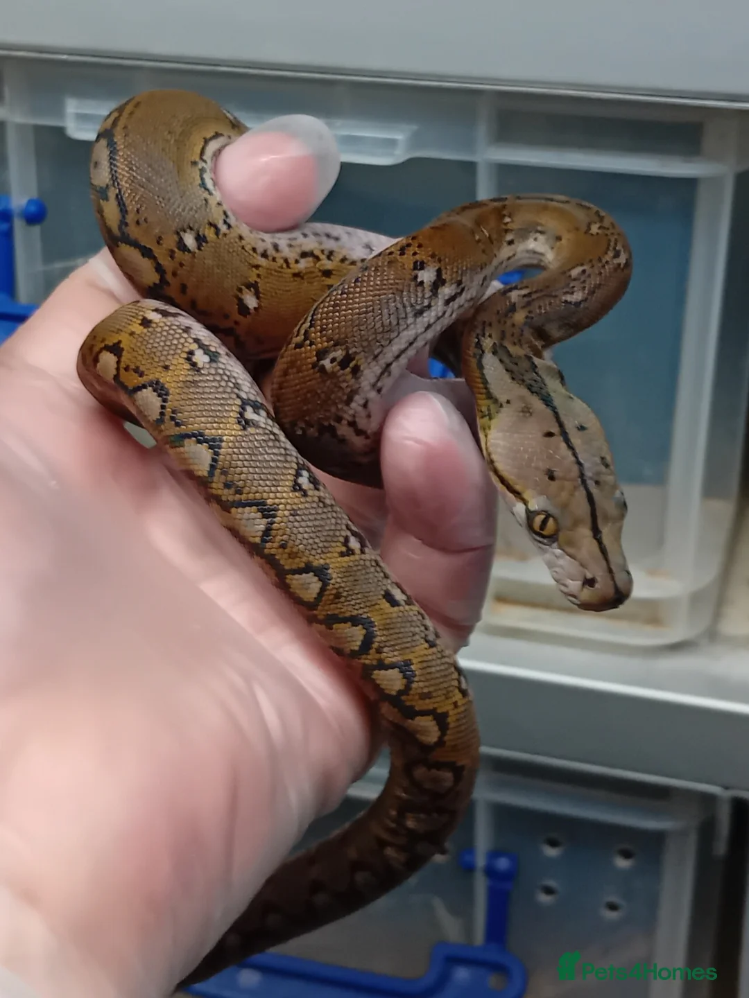 Python Snake reptiles for sale: Malayan Python Motley Male - Advert 1