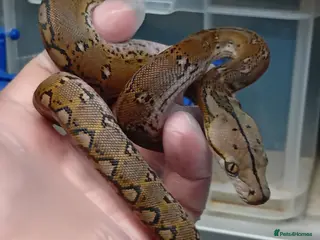 Python Snake reptiles Malayan Python Motley Male - Advert 1