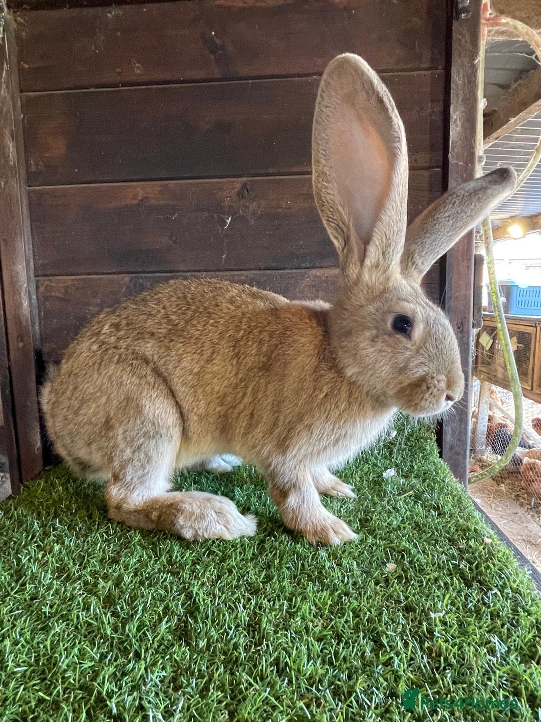 Continental Giant rabbits for sale: Continental giant bucks - Advert 1