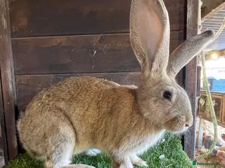 Continental Giant rabbits Continental giant bucks - Advert 21