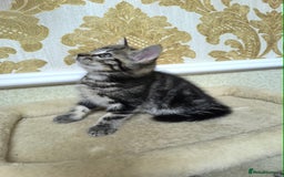 Mixed Breed cats for sale: Mixed bread kittens - Image 4