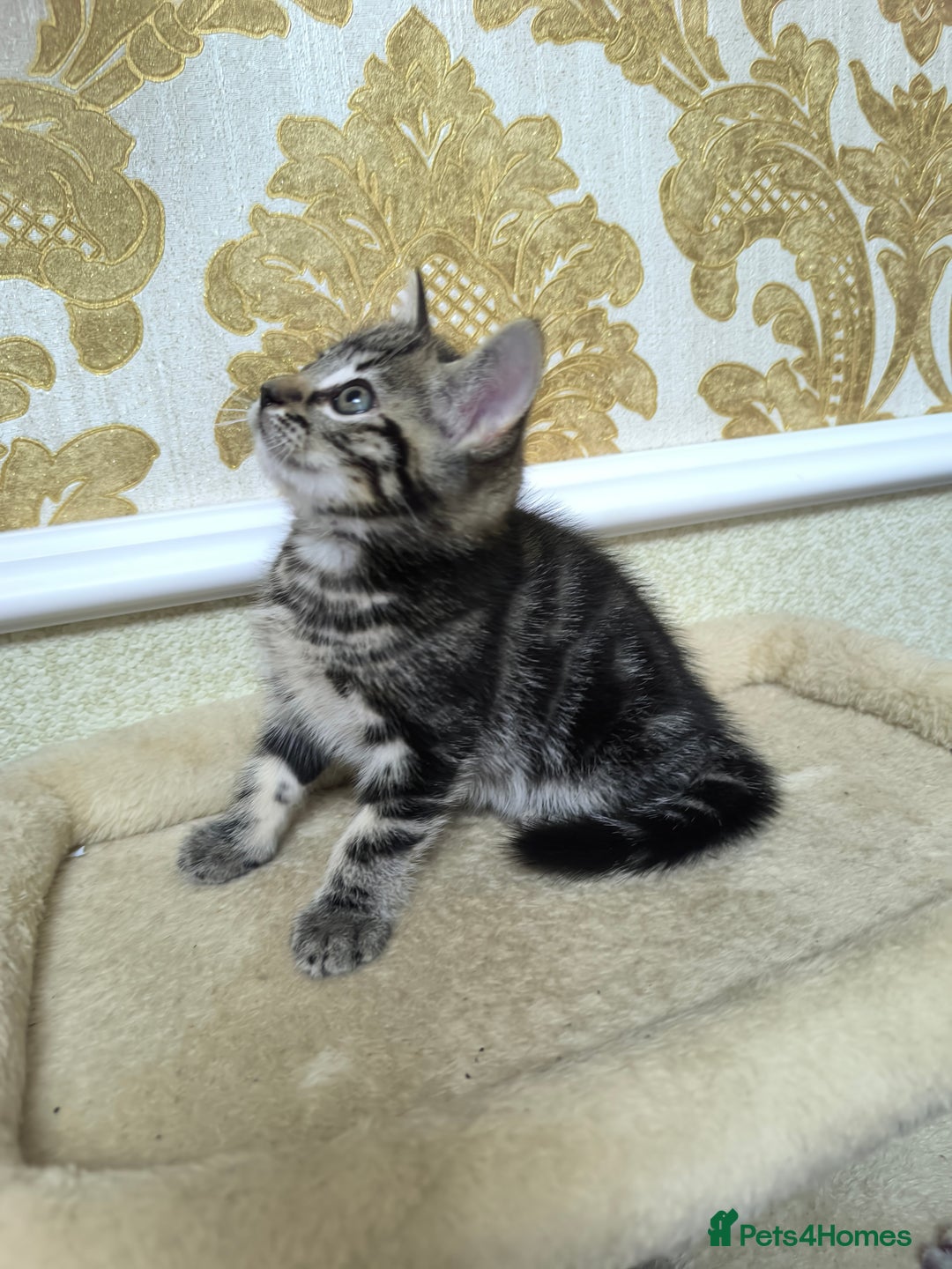 Mixed Breed cats for sale: Mixed bread kittens - Image 4