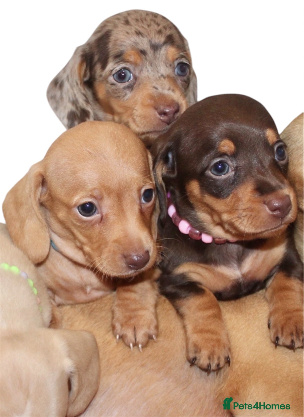 Miniature Dachshund dogs 🩷✨ extra small Dachshund pups KC kanninchen 🩷✨  - Advert 1